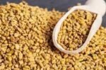 farm fresh Fenugreek Seeds (Methi) Pure Chemical free – First Delivery